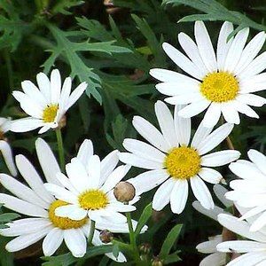 Meet your Posher, Suzi